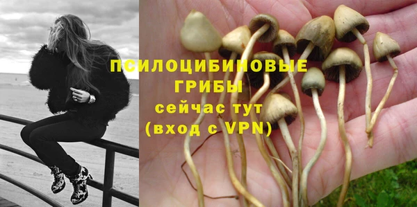 прущие грибы Новокубанск