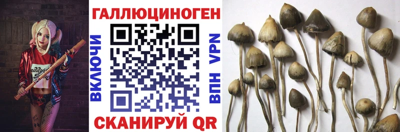 где купить наркоту  mega   Галлюциногенные грибы мицелий  Новоузенск 